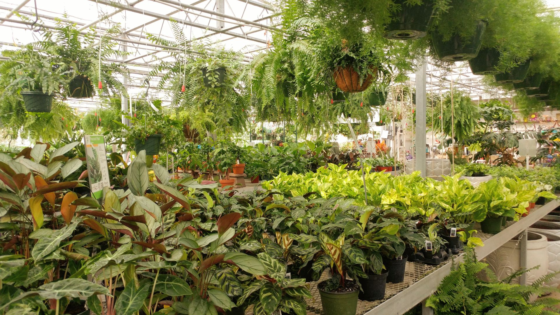 Stanley's Greenhouse